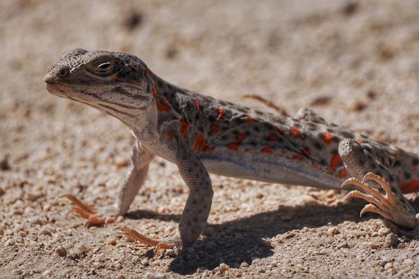 Luipaardleguaan in Mojave NP
